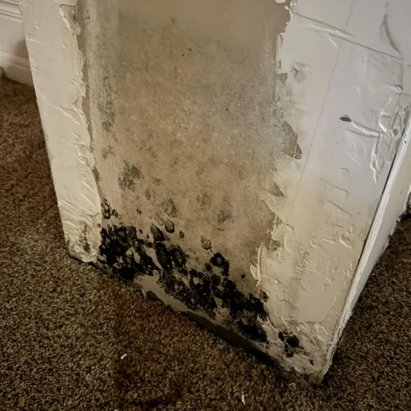 Professional Mold Removal in West Hammond, NM